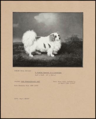 A Tibetan Spaniel In A Landscape