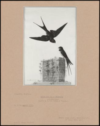 Swallow By A Chimney