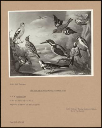 One Of A Set Of Nine Paintings Of British Birds