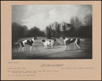 Three Dogs In A Landscape