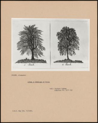 Album Of Etchings Of Trees