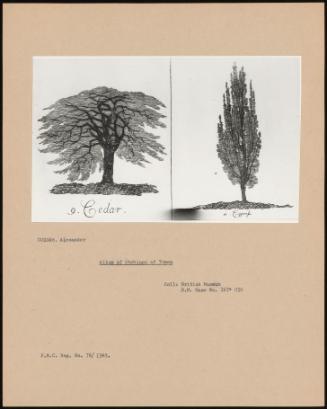 Album Of Etchings Of Trees