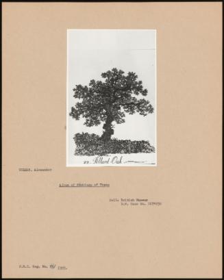 Album Of Etchings Of Trees