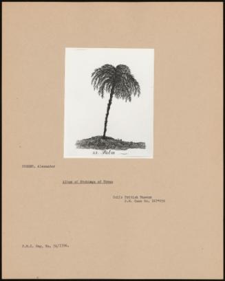 Album Of Etchings Of Trees