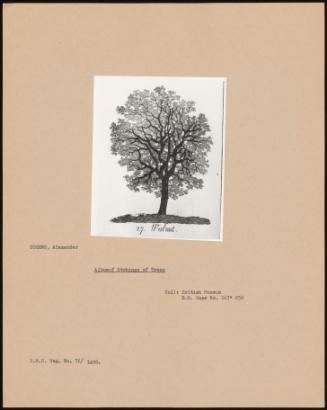 Album Of Etchings Of Trees