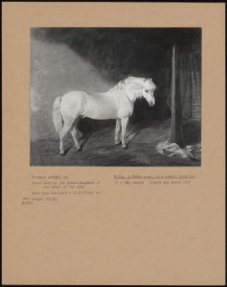 Billy, A Welsh Pony, In A Stable Interior