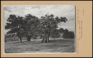 Three Trees, Cassiobury