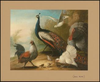 Peacock, Turkey And Chickens On A Riverbank