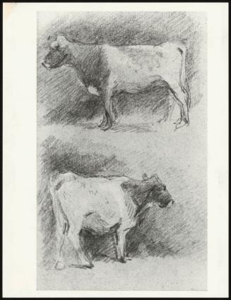 Study of Suffolk Cows