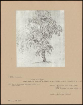 Study Of A Tree