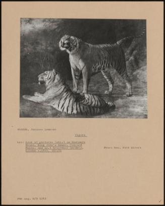 Tigers