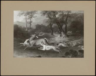 Stag Hunting - The Kill In A Forest Clearing ( One Of A Set Of 4)