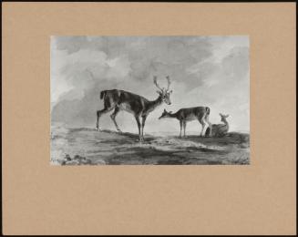 Study Of Three Deer