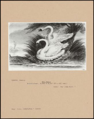 Two Swans