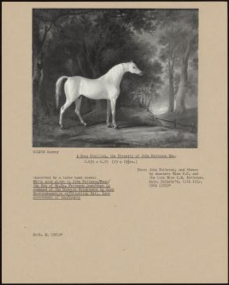 A Grey Stallion, The Property Of John Patteson Esq.