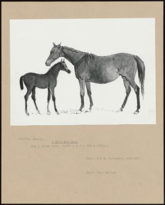 A Mare And Foal