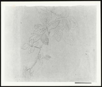 Study of Stem of a Bramble for John Dalton Collecting Marsh Gas