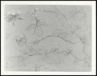 Studies of Bramble Branches and Flowers: for John Dalton