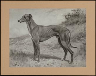 Portrait Of The Greyhound Dendroaspis